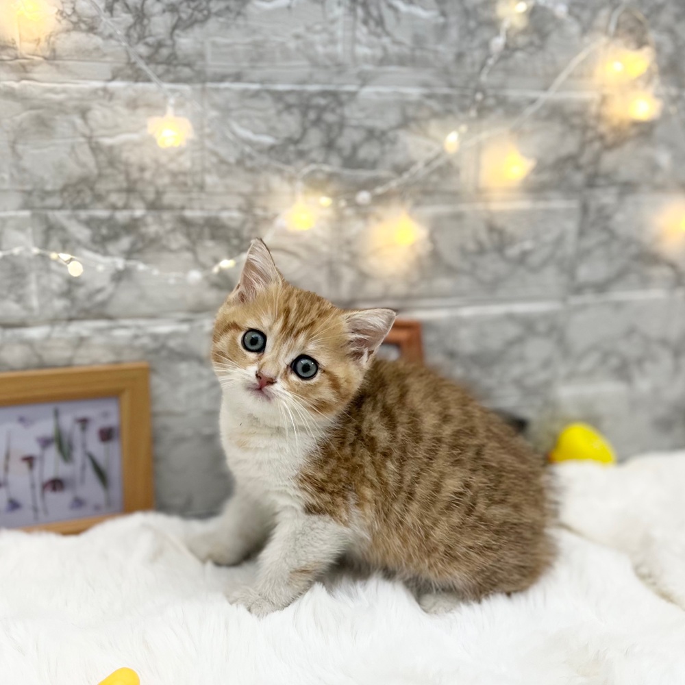 静岡県のブリティッシュショートヘアー (犬の家＆猫の里MEGAドン・キホーテ袋井店/2026年3月31日生まれ/男の子/ゴールデンタビー＆ホワイト)の子猫の3枚目の画像