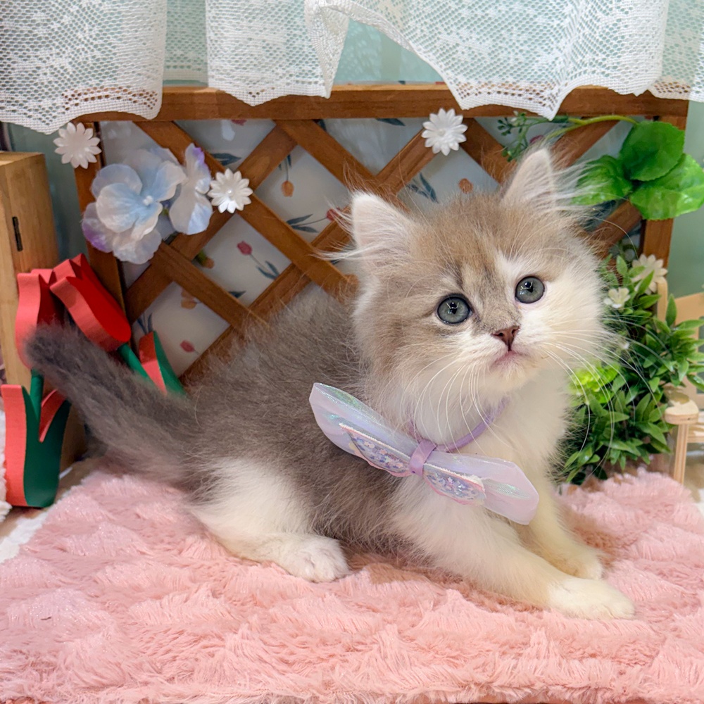 静岡県のマンチカン (犬の家＆猫の里富士店/2026年3月31日生まれ/男の子/ブルータビーホワイト)の子猫の3枚目の画像