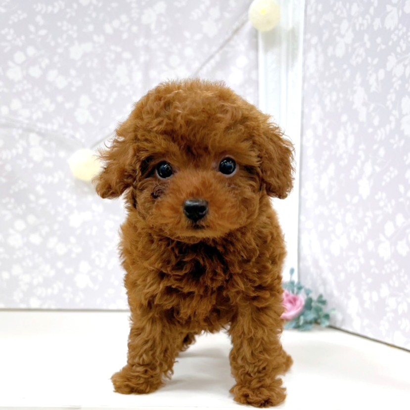 富山県のトイプードル(トイ) (犬の家＆猫の里アミーゴ高岡蓮花寺店/2026年3月30日生まれ/女の子/レッド)の子犬の3枚目の画像
