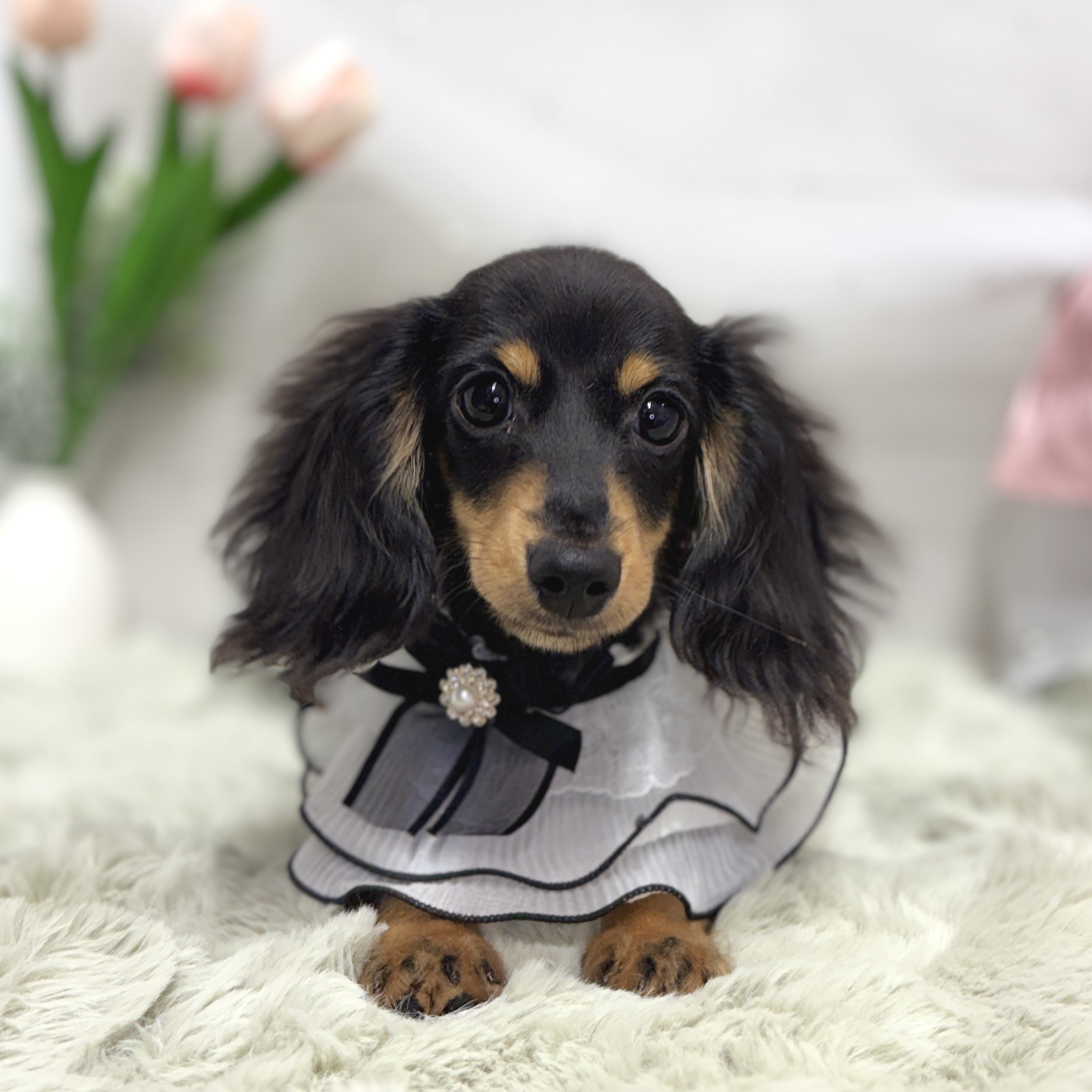 神奈川県のミニチュアダックスフンド(ロング) (犬の家＆猫の里相模原店/2026年3月28日生まれ/男の子/ブラックタン)の子犬の3枚目の画像
