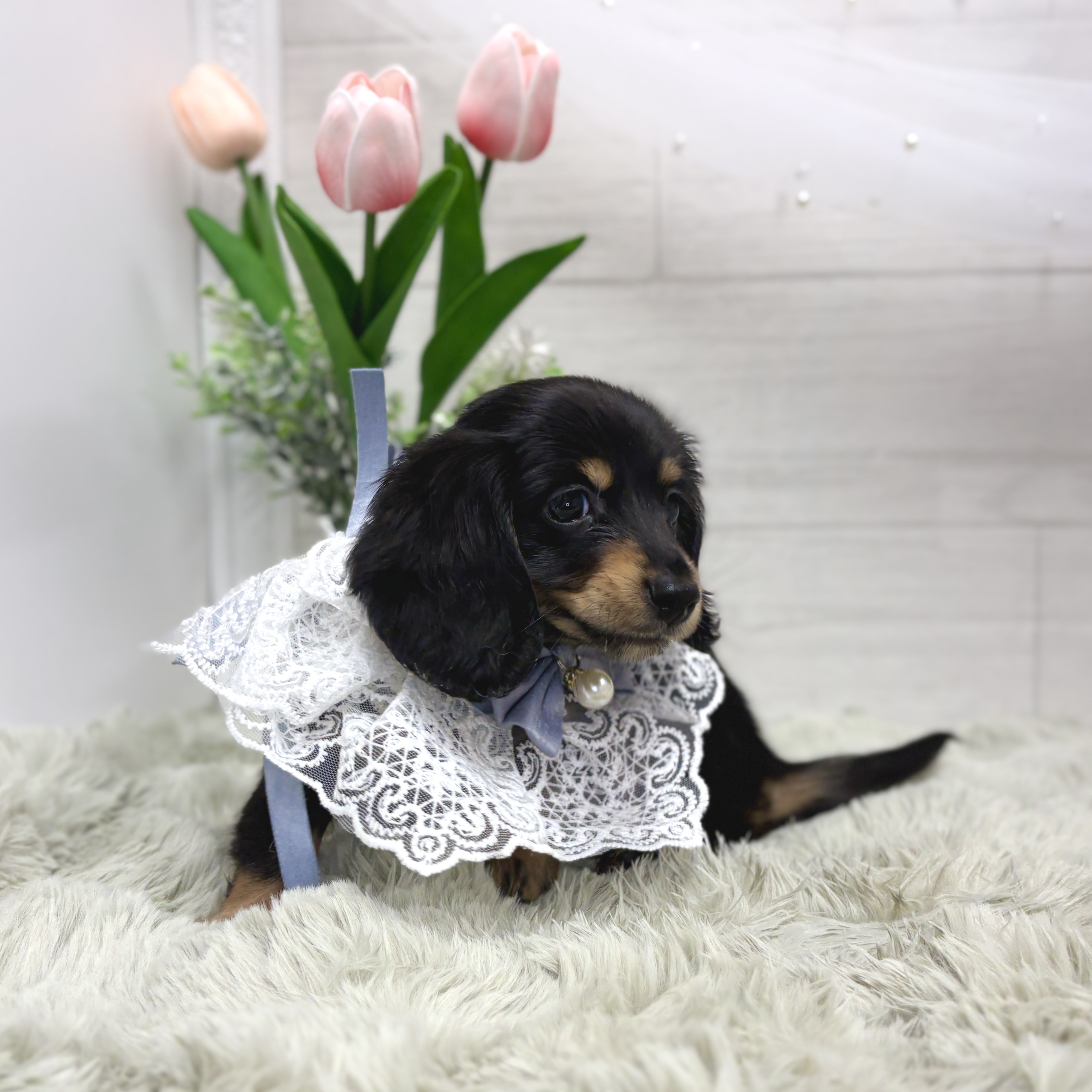 神奈川県のミニチュアダックスフンド(ロング) (犬の家＆猫の里相模原店/2026年3月28日生まれ/男の子/ブラックタン)の子犬の3枚目の画像