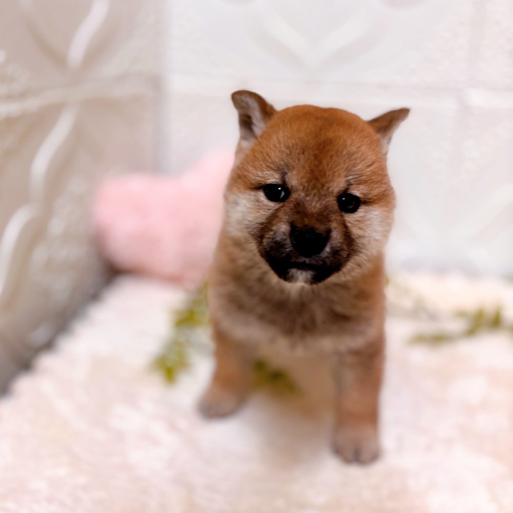 愛知県の柴犬(標準サイズ) (犬の家＆猫の里岡崎店/2026年3月28日生まれ/女の子/赤)の子犬の3枚目の画像