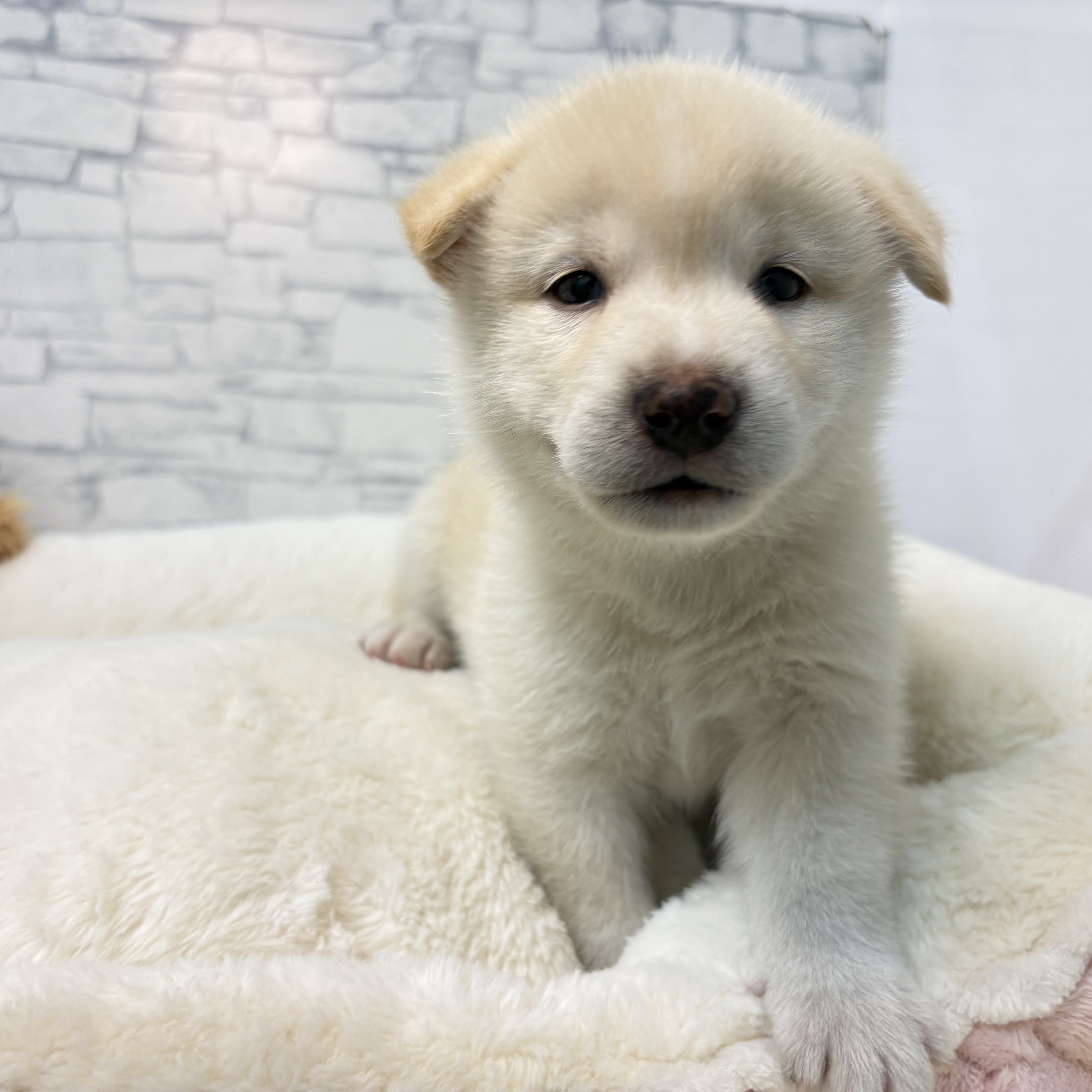 長野県の柴犬(標準サイズ) (犬の家＆猫の里長野店/2026年3月30日生まれ/男の子/白)の子犬の3枚目の画像