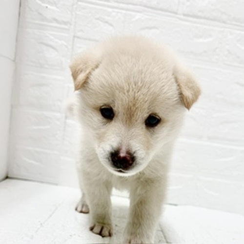 愛知県の柴犬(標準サイズ) (犬の家＆猫の里豊川インター店/2026年3月30日生まれ/男の子/白)の子犬の3枚目の画像