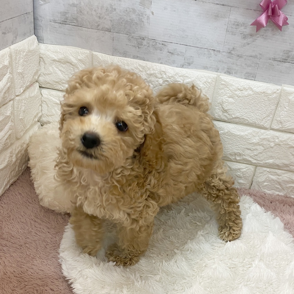 静岡県のトイプードル(トイ) (犬の家＆猫の里プレ葉ウォーク浜北店/2026年3月27日生まれ/男の子/アプリコット)の子犬の3枚目の画像