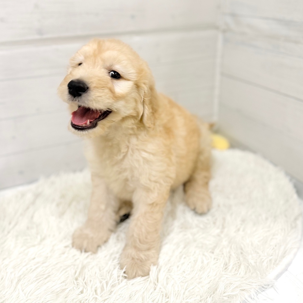 愛知県のゴールデンドゥードゥル(ゴールデン×プードル) (犬の家＆猫の里豊田店/2026年3月28日生まれ/女の子/クリーム)の子犬の3枚目の画像