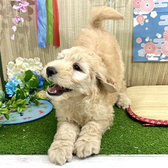 生体画像３