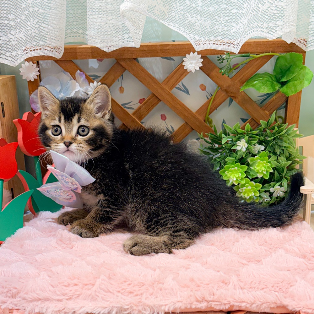 静岡県のスコティッシュフォールド (犬の家＆猫の里富士店/2026年3月29日生まれ/男の子/ブラウンタビー)の子猫の3枚目の画像