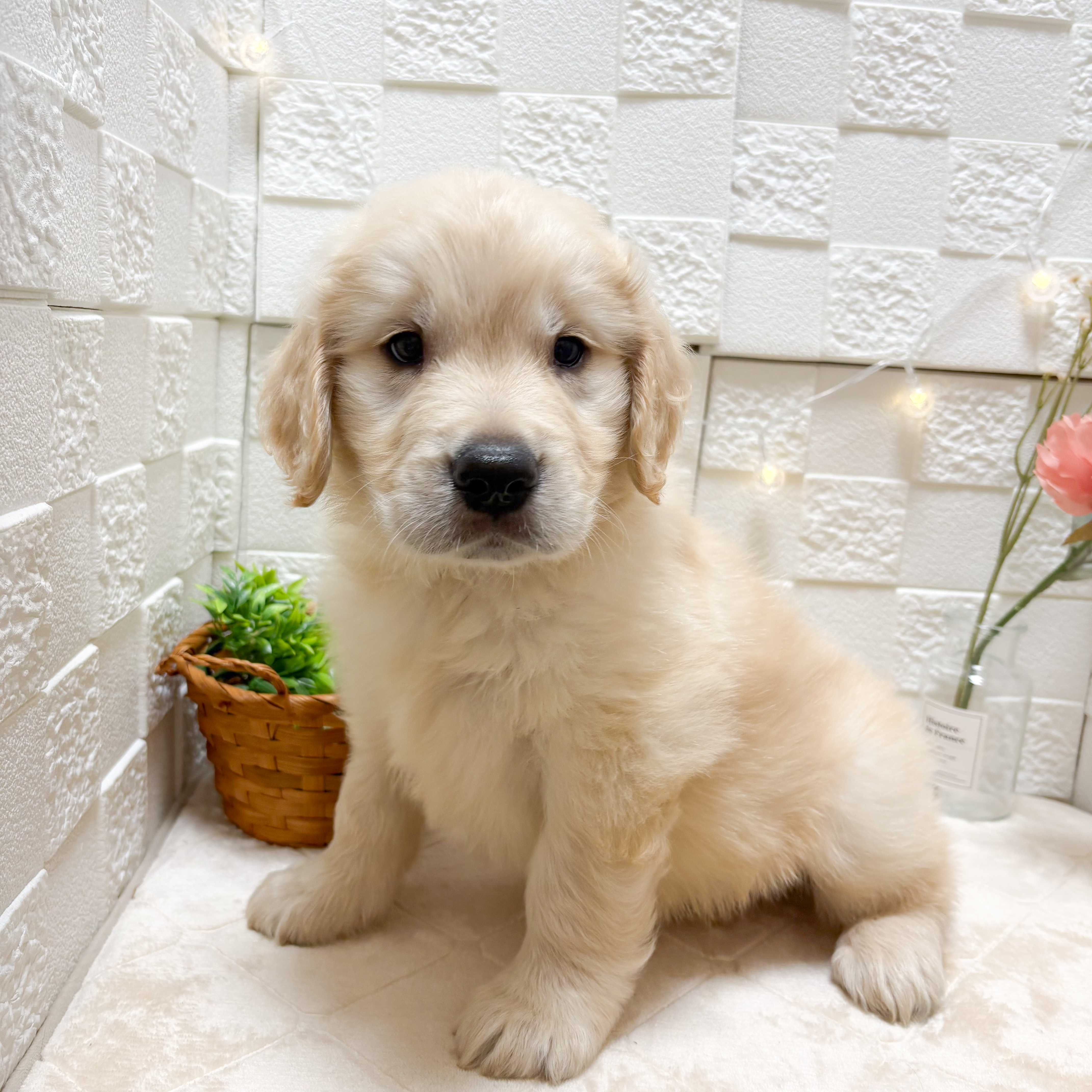 ゴールデンレトリバーの子犬を価格や特徴で探す|ペットショップ探す