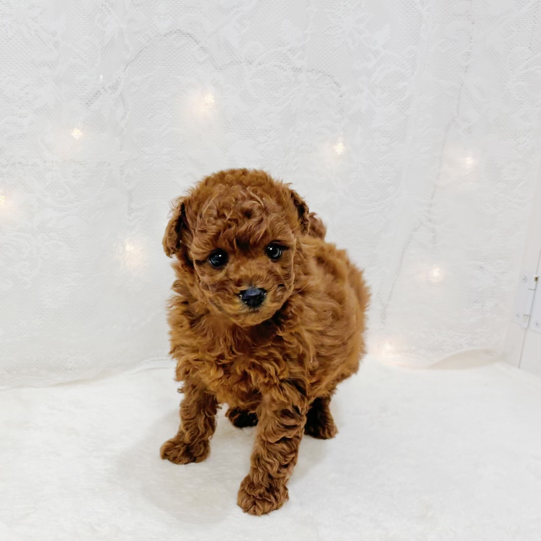 千葉県のトイプードル(トイ) (犬の家＆猫の里BIGHOPガーデンモール印西店/2026年3月31日生まれ/女の子/レッド)の子犬