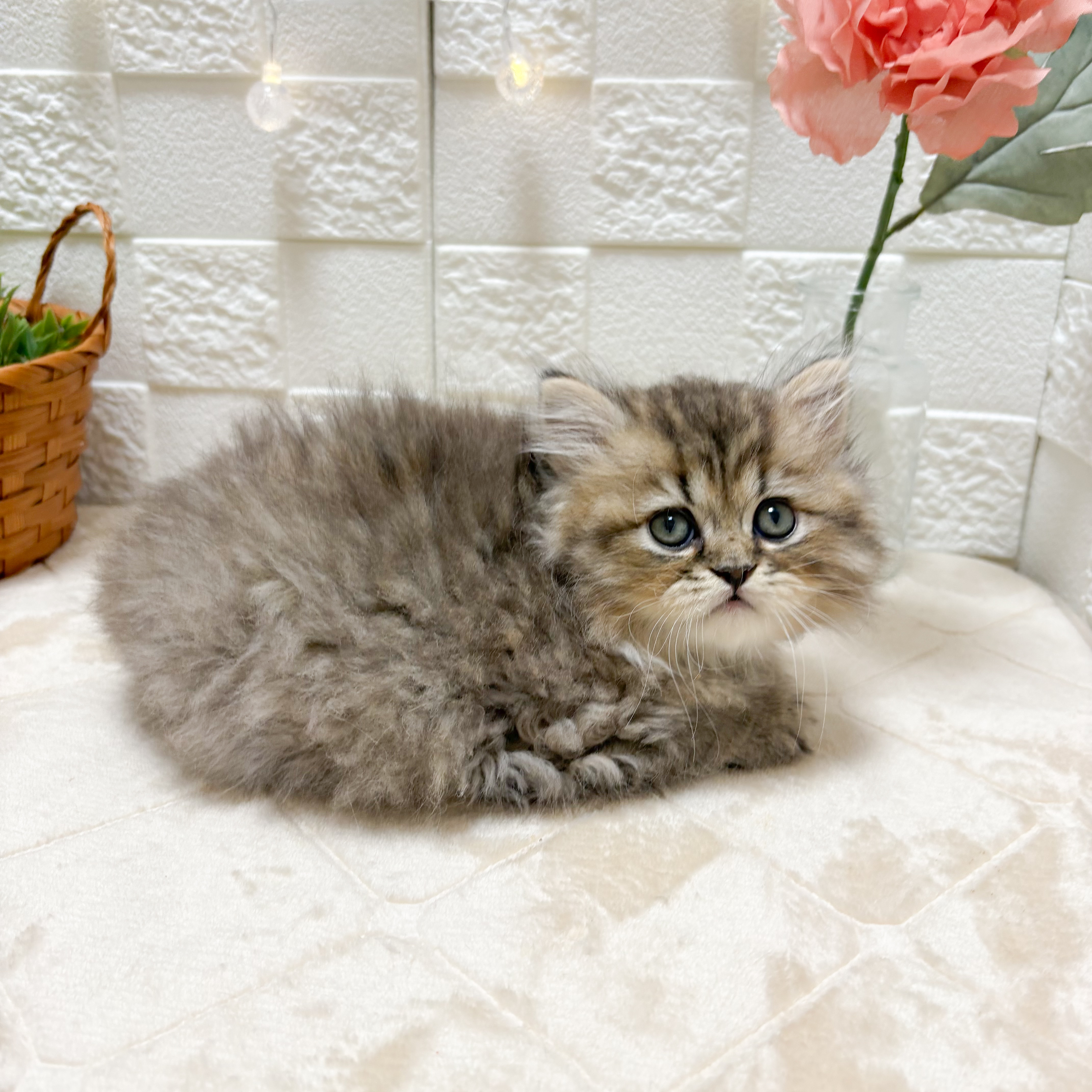 東京都のペルシャ (犬の家＆猫の里ペットフォレスト小平店/2026年3月27日生まれ/男の子/チンチラゴールデン)の子猫の3枚目の画像