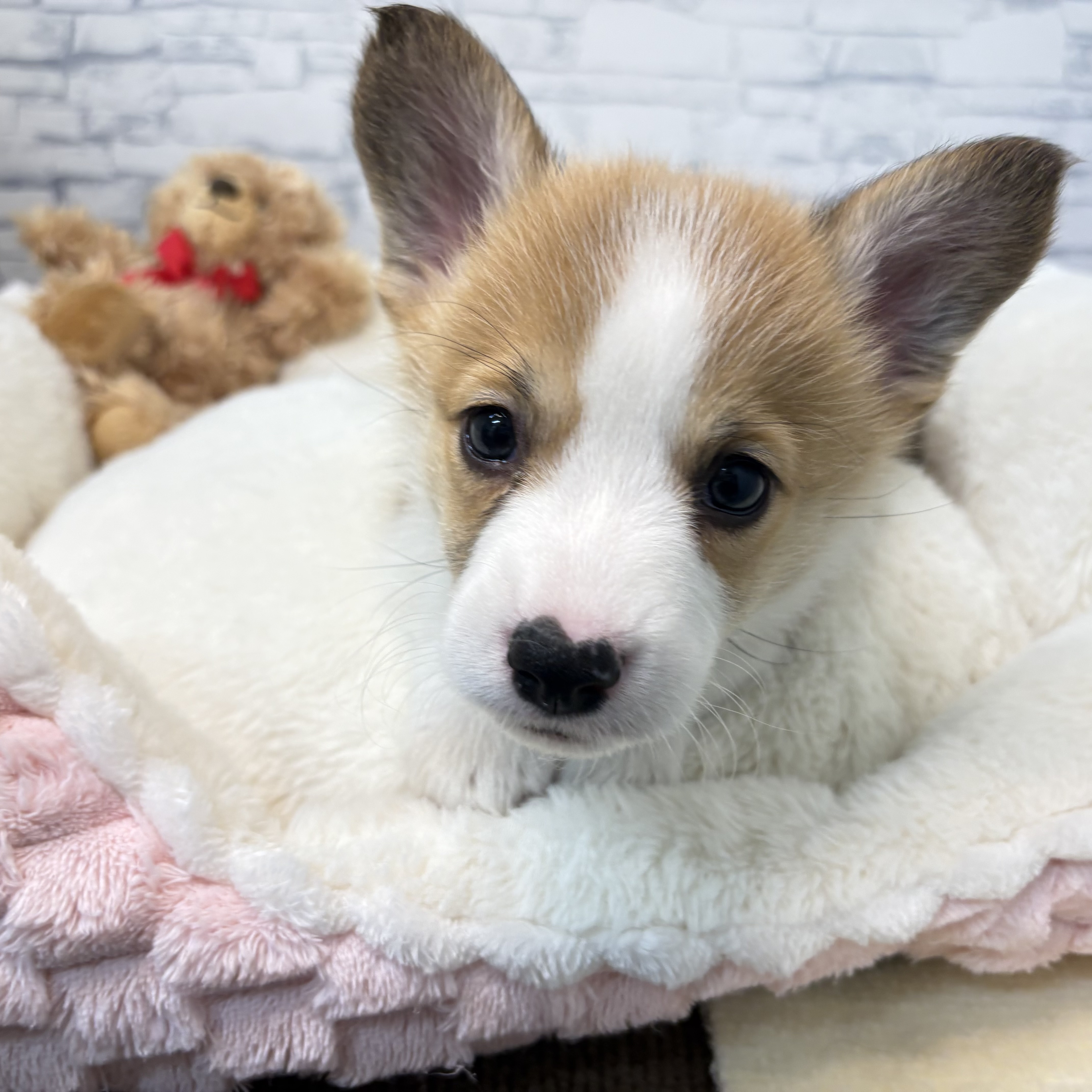 長野県のウェルシュコーギーペンブローク (犬の家＆猫の里長野店/2026年3月28日生まれ/男の子/セーブルホワイト)の子犬の3枚目の画像