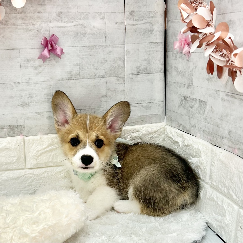 静岡県のウェルシュコーギーペンブローク (犬の家＆猫の里プレ葉ウォーク浜北店/2026年3月28日生まれ/男の子/セーブルホワイト)の子犬の3枚目の画像