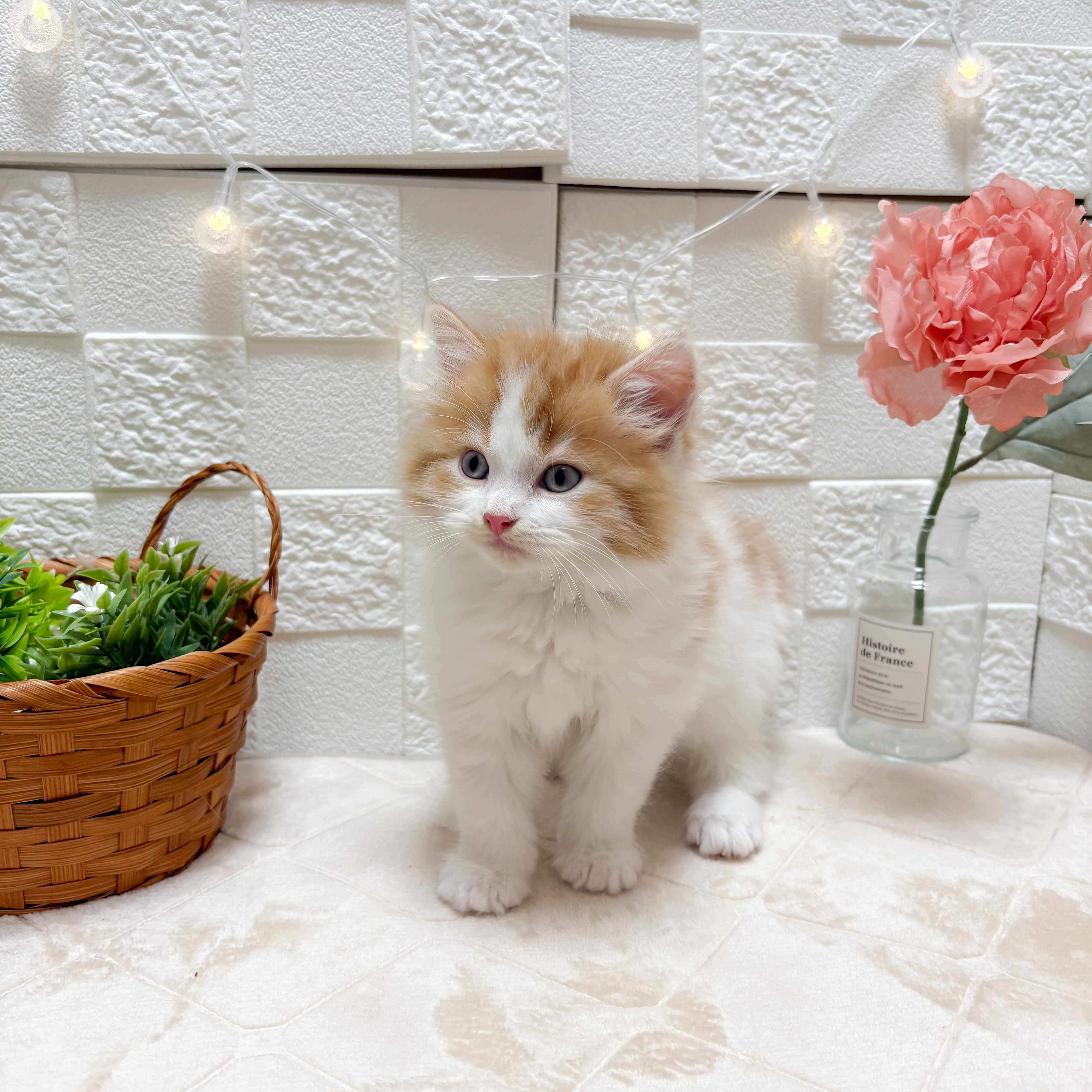 東京都のスコティッシュフォールド (犬の家＆猫の里ペットフォレスト小平店/2026年3月29日生まれ/男の子/レッドタビーホワイト)の子猫の3枚目の画像