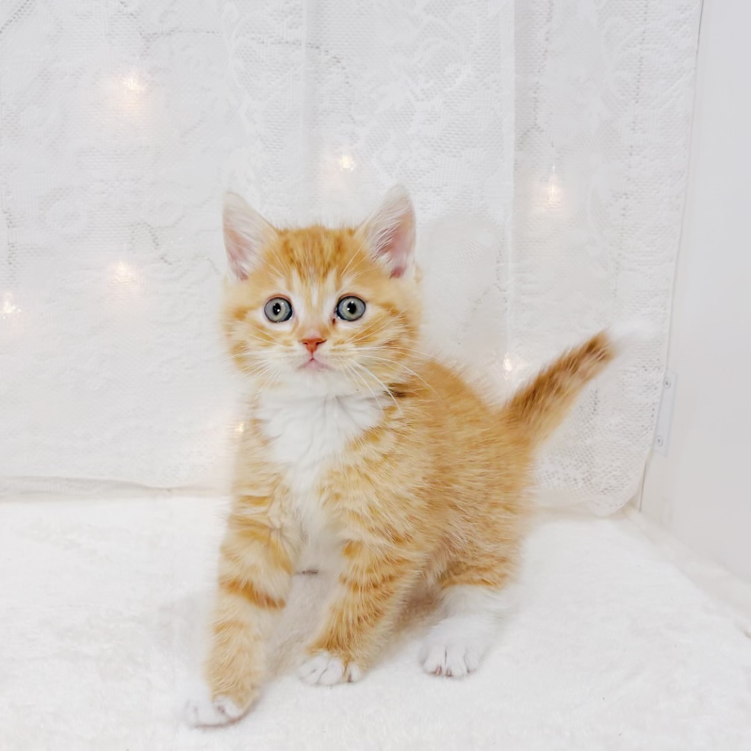 千葉県のスコティッシュフォールド (犬の家＆猫の里BIGHOPガーデンモール印西店/2026年3月29日生まれ/女の子/レッドタビーホワイト)の子猫の3枚目の画像