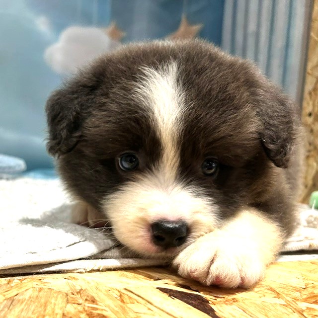 福岡県のボーダーコリー (犬の家＆猫の里トリアス久山店/2026年3月30日生まれ/女の子/ブルーホワイト)の子犬の3枚目の画像