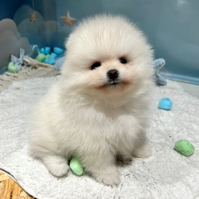 福岡県のポメラニアン (犬の家＆猫の里トリアス久山店/2026年3月29日生まれ/女の子/ホワイト)の子犬の3枚目の画像