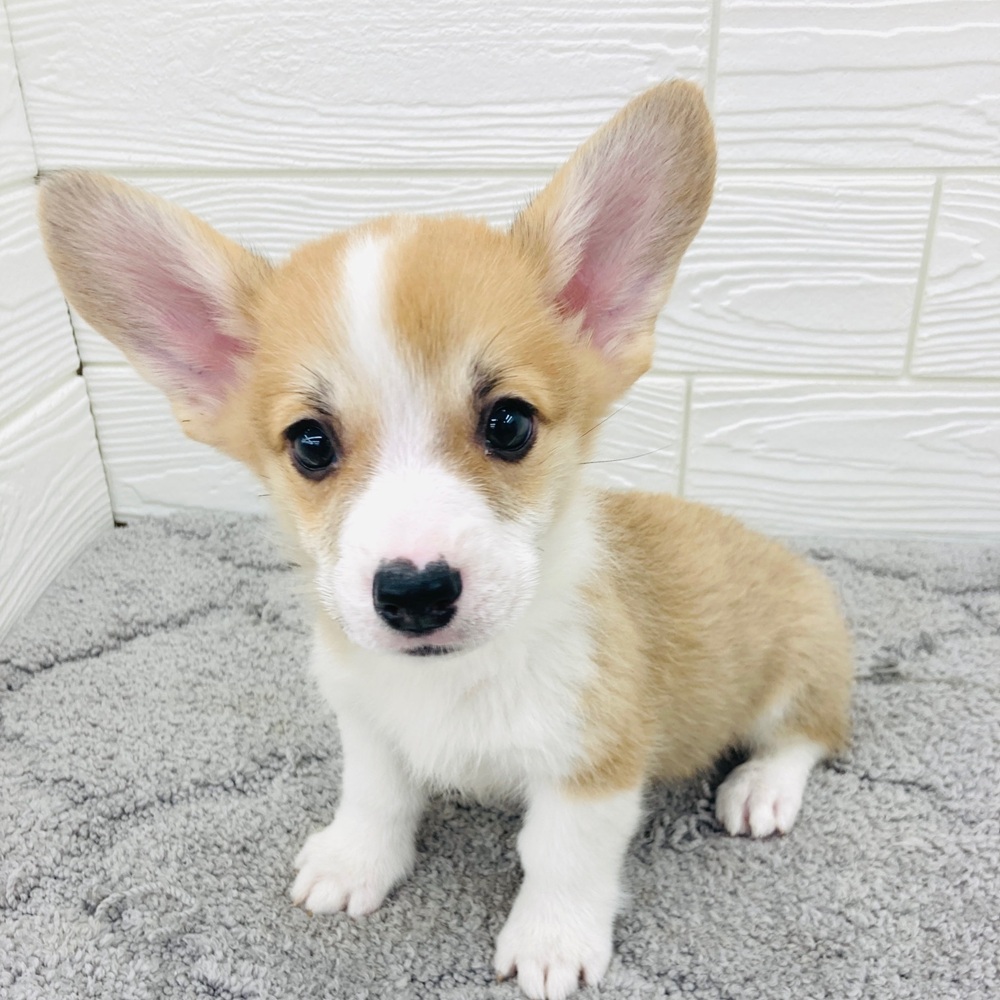 愛知県のウェルシュコーギーペンブローク (犬の家＆猫の里七宝店/2026年3月30日生まれ/男の子/レッドホワイト)の子犬の3枚目の画像