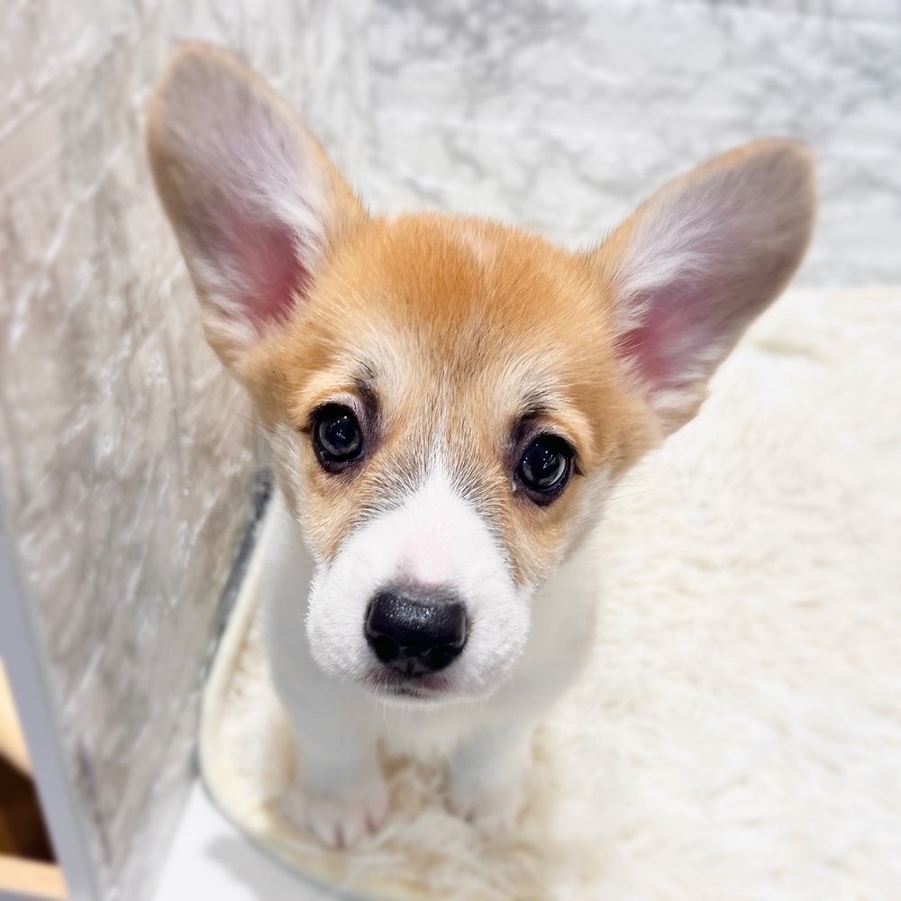 愛知県のウェルシュコーギーペンブローク (犬の家＆猫の里MiO香久山店/2026年3月30日生まれ/女の子/レッドホワイト)の子犬の3枚目の画像