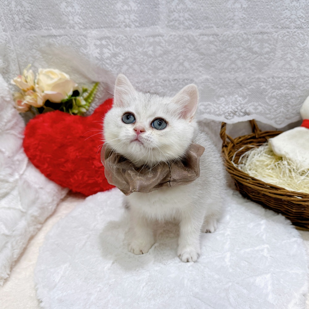 滋賀県のブリティッシュショートヘアー (犬の家＆猫の里長浜店/2026年3月26日生まれ/男の子/シルバーシェーデッド)の子猫の3枚目の画像