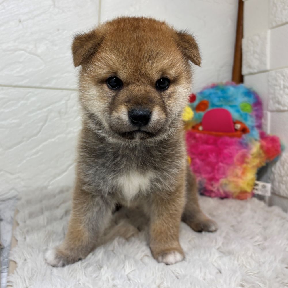 兵庫県の柴犬(標準サイズ) (犬の家＆猫の里ゆめタウン姫路店/2026年3月31日生まれ/男の子/赤)の子犬の3枚目の画像