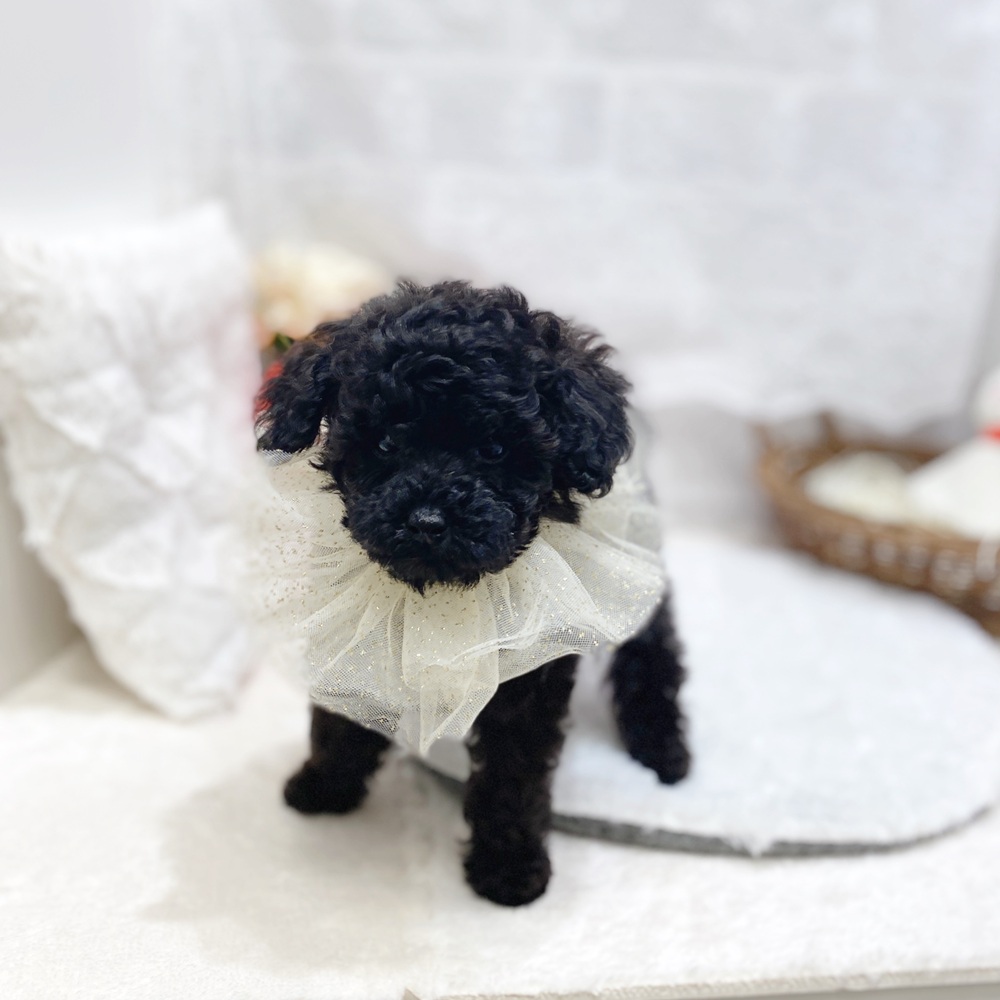滋賀県のトイプードル(トイ) (犬の家＆猫の里長浜店/2026年3月31日生まれ/女の子/ブラック)の子犬の3枚目の画像