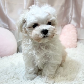 兵庫県のマルチーズ (犬の家＆猫の里カナート西神戸店/2026年3月30日生まれ/女の子/ホワイト)の子犬の3枚目の画像