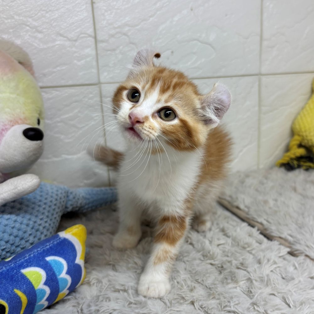 兵庫県のアメリカンカール (犬の家＆猫の里ゆめタウン姫路店/2026年4月1日生まれ/男の子/レッドタビーホワイト)の子猫の3枚目の画像