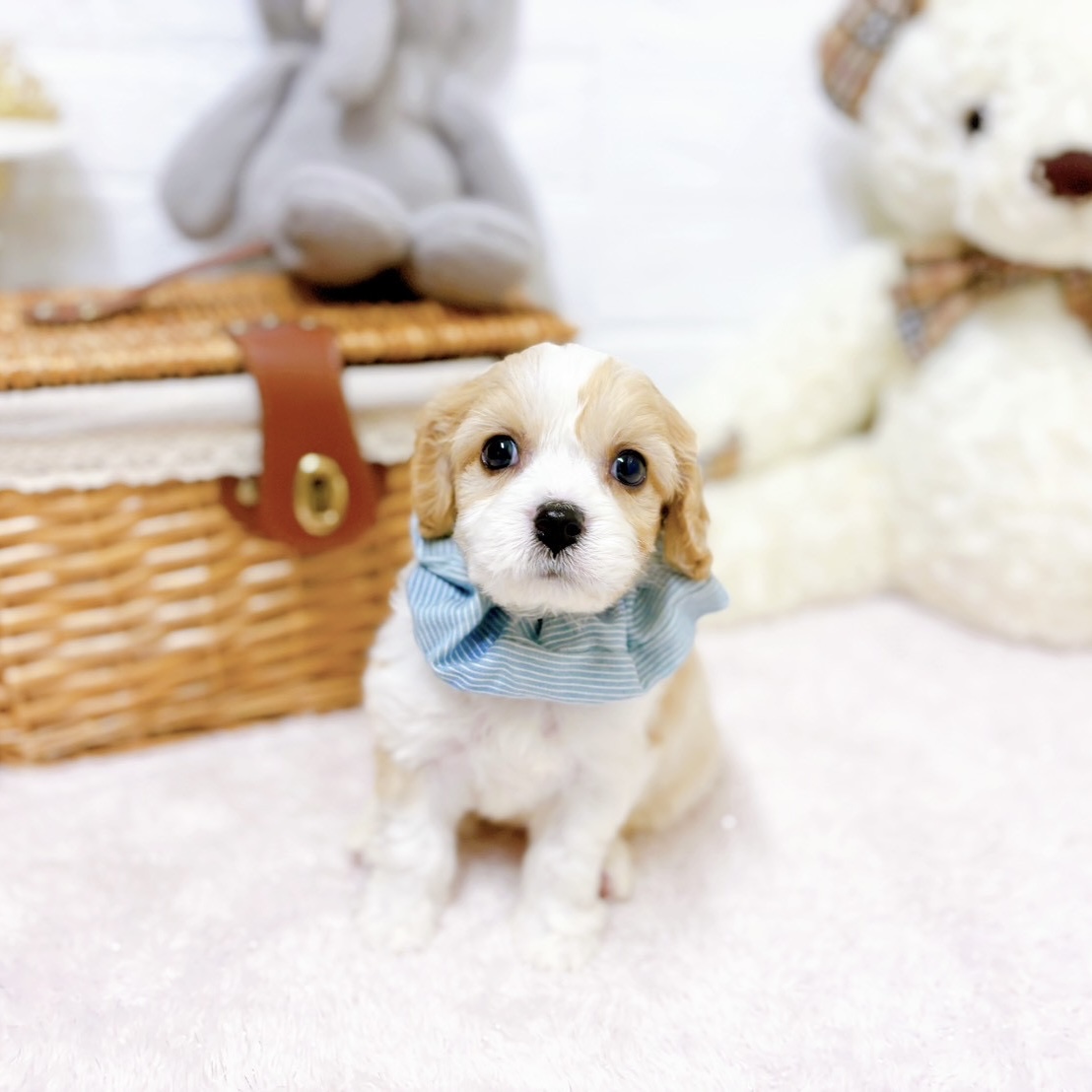 滋賀県のハーフ犬・ミックス犬 (犬の家＆猫の里近江八幡店/2026年3月31日生まれ/男の子/ホワイトクリーム)の子犬の3枚目の画像