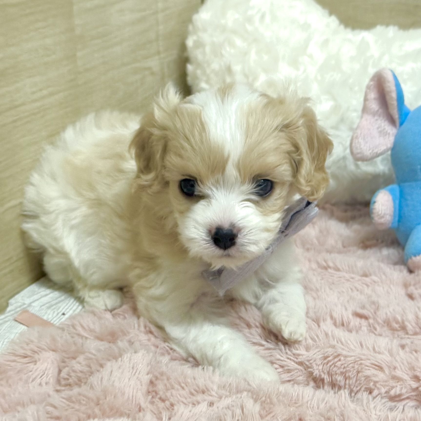 大阪府のハーフ犬・ミックス犬 (犬の家＆猫の里そよら東岸和田店/2026年3月31日生まれ/女の子/ホワイトクリーム)の子犬の3枚目の画像