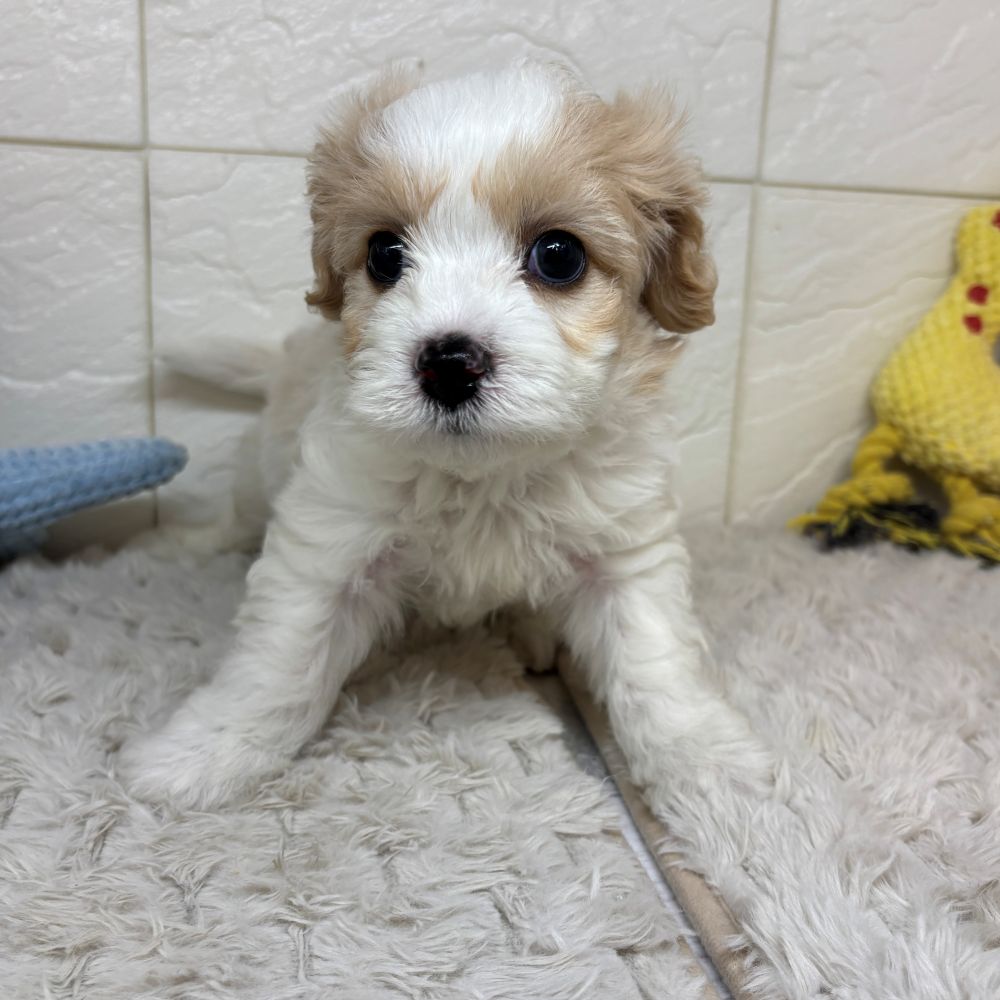 兵庫県のハーフ犬・ミックス犬 (犬の家＆猫の里ゆめタウン姫路店/2026年3月31日生まれ/男の子/ホワイトクリーム)の子犬の3枚目の画像
