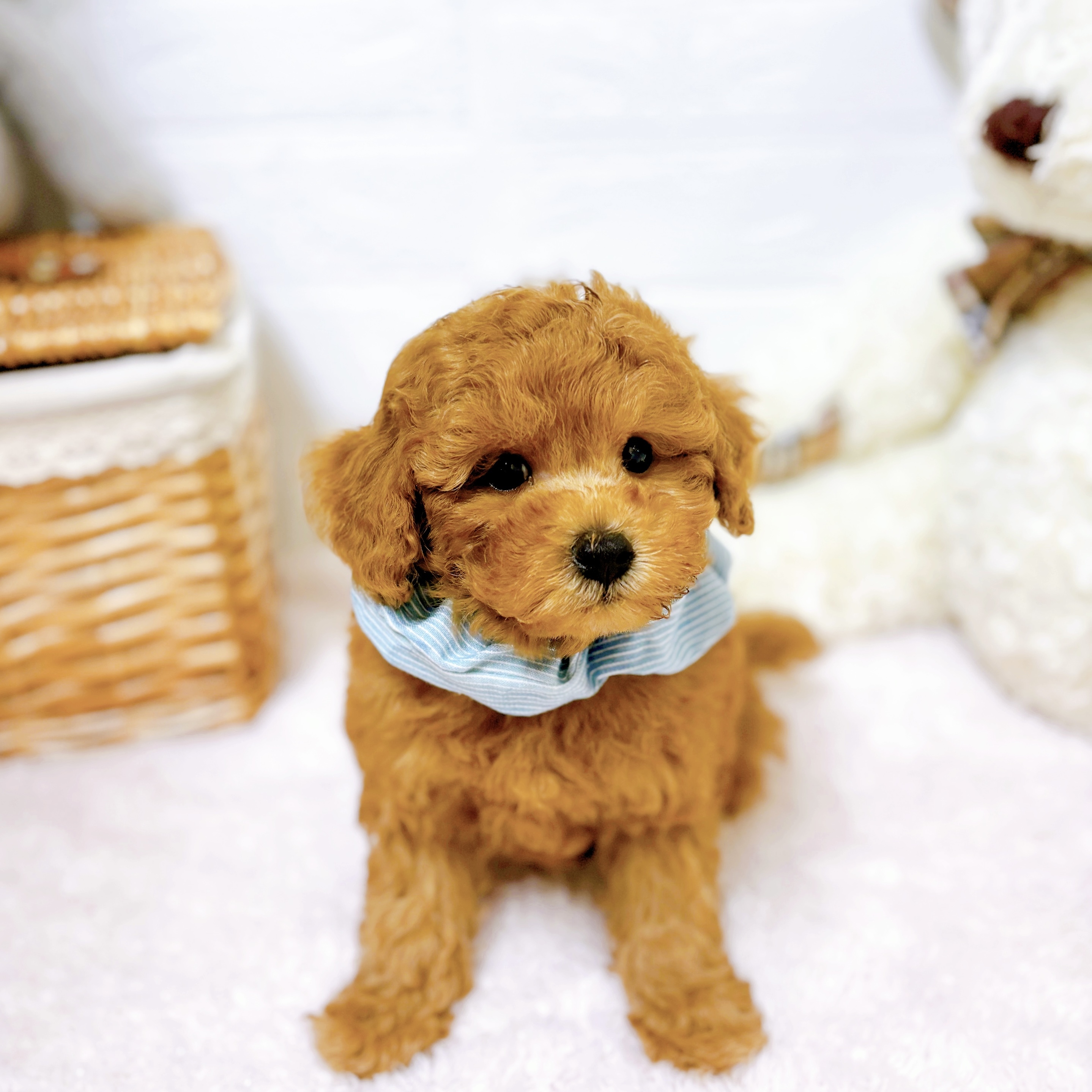 滋賀県のトイプードル(トイ) (犬の家＆猫の里近江八幡店/2026年4月1日生まれ/男の子/オレンジフォーン)の子犬の3枚目の画像