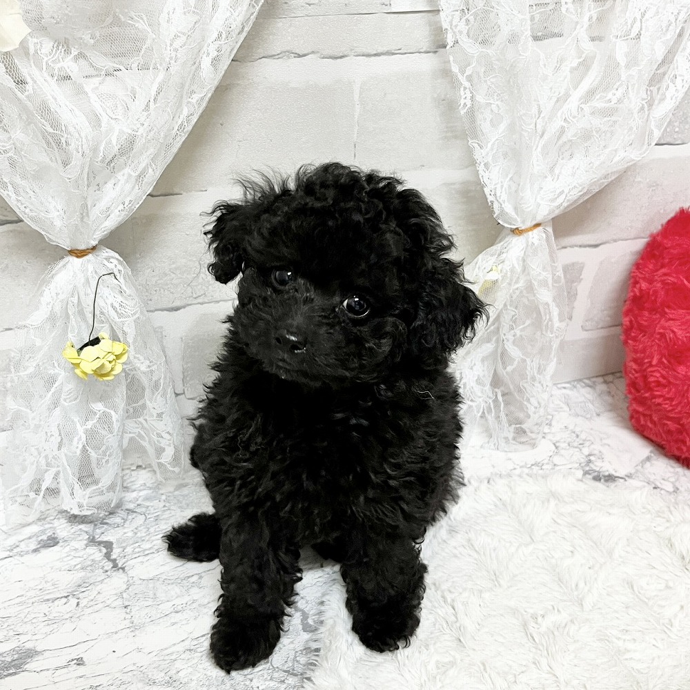 京都府のトイプードル(トイ) (犬の家＆猫の里京都精華店/2026年3月31日生まれ/女の子/ブラック)の子犬の3枚目の画像