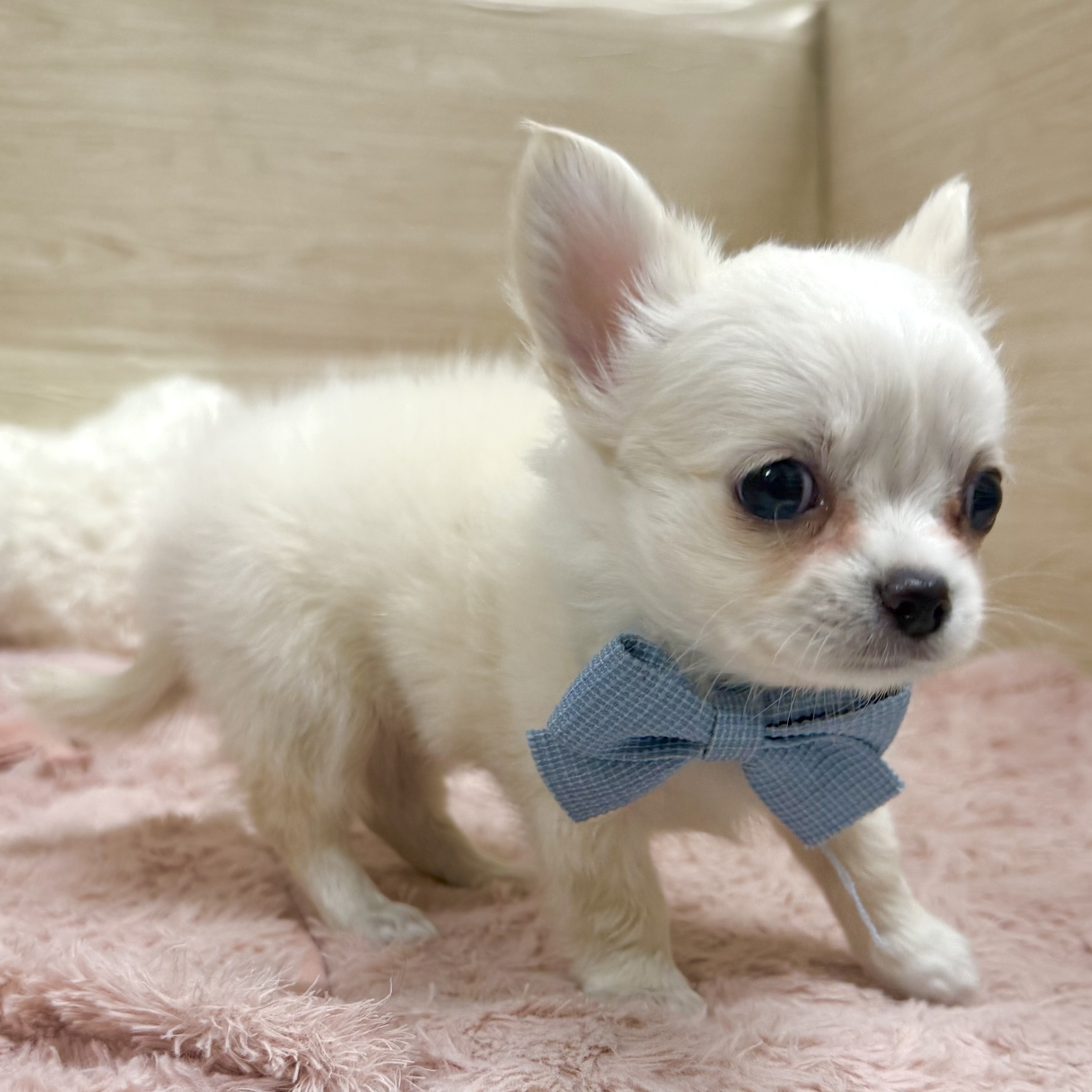 大阪府のチワワ(ロング) (犬の家＆猫の里そよら東岸和田店/2026年4月1日生まれ/女の子/クリーム)の子犬の3枚目の画像
