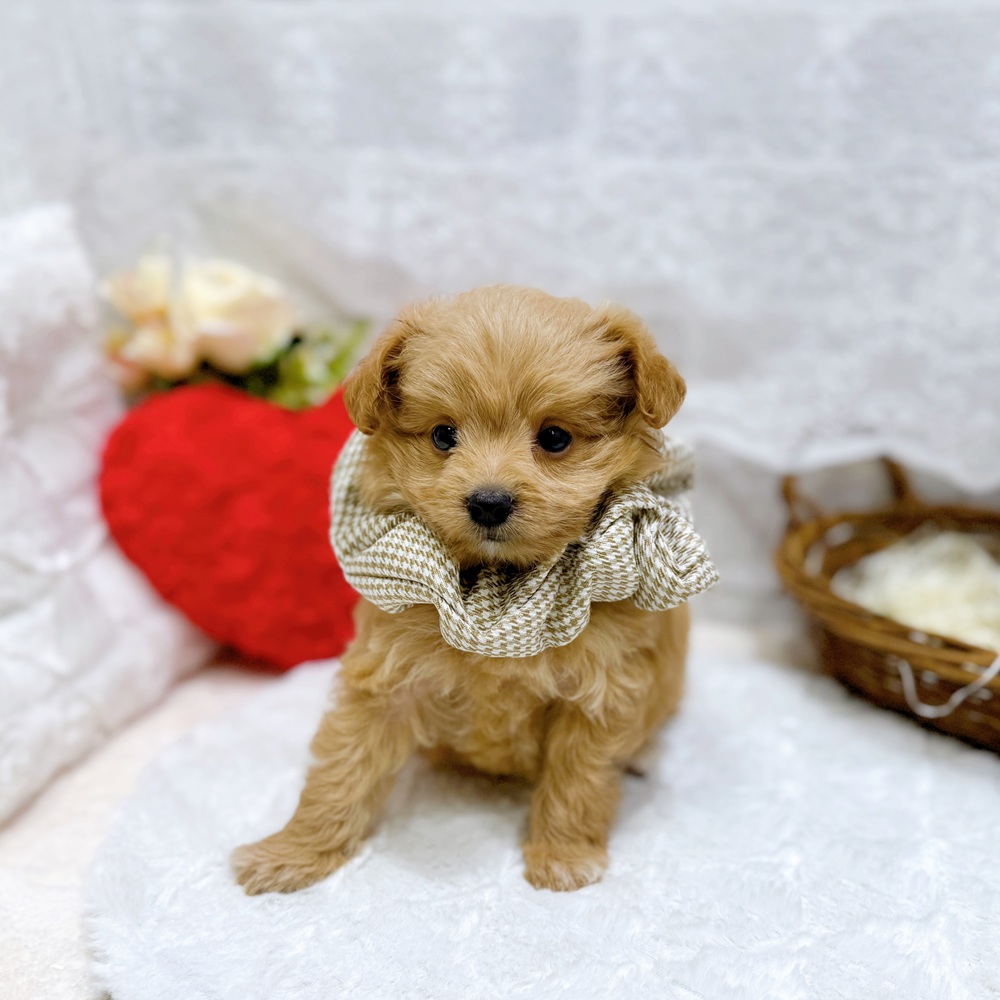 滋賀県のポメプー(ポメラニアン×プードル) (犬の家＆猫の里長浜店/2026年4月1日生まれ/男の子/クリーム)の子犬の3枚目の画像