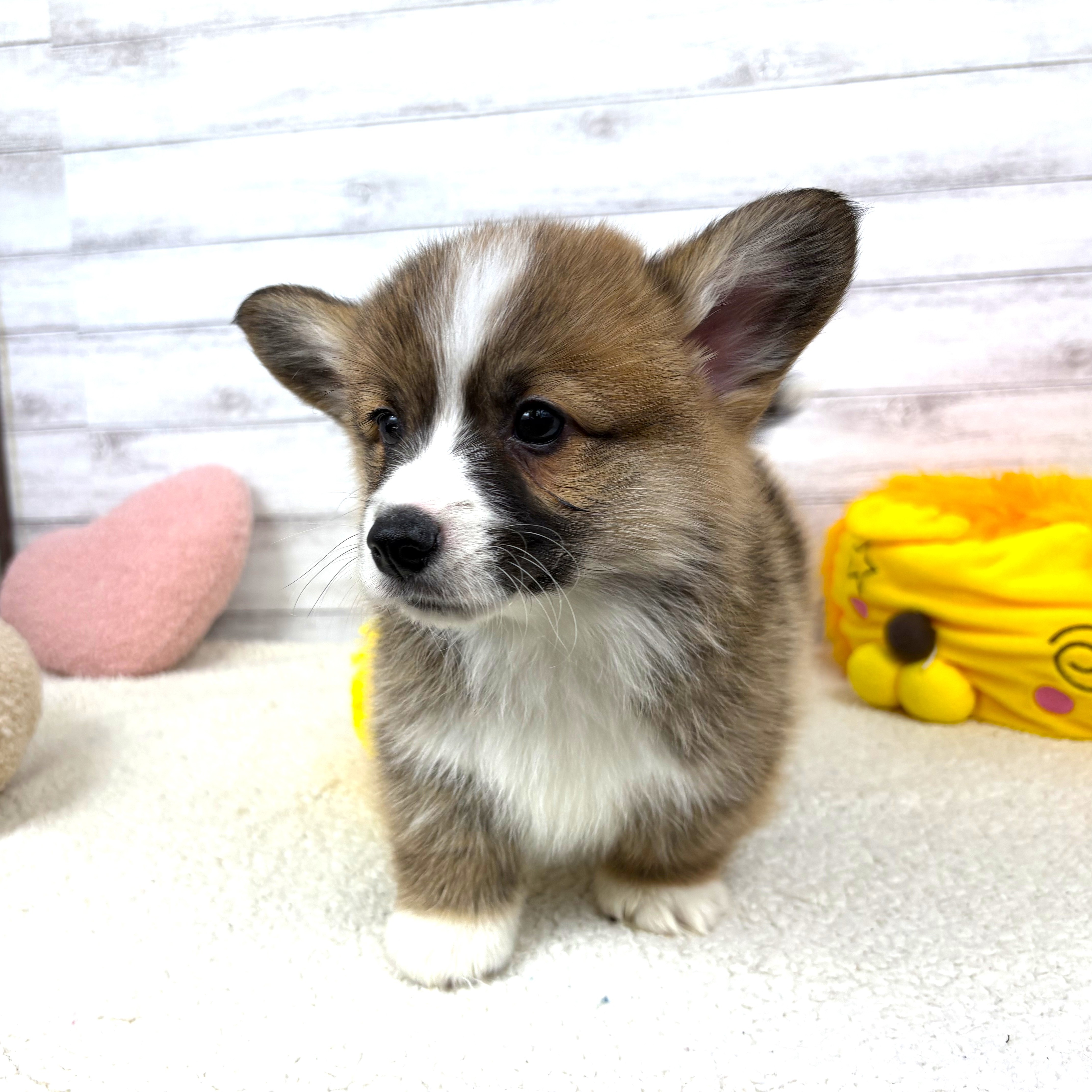 兵庫県のウェルシュコーギーペンブローク (犬の家＆猫の里川西店/2026年4月1日生まれ/男の子/レッドホワイト)の子犬の3枚目の画像