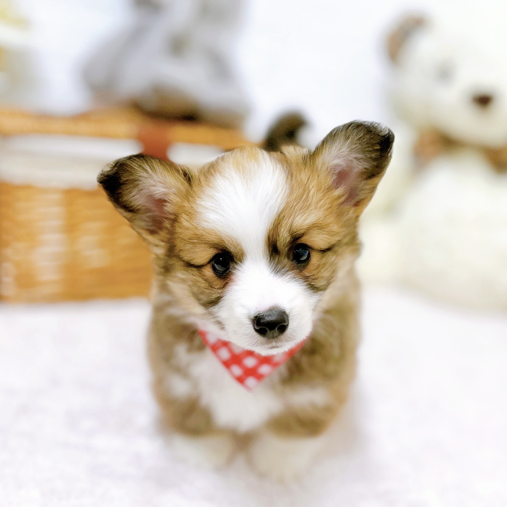 滋賀県のウェルシュコーギーペンブローク (犬の家＆猫の里近江八幡店/2026年4月1日生まれ/女の子/レッドホワイト)の子犬の3枚目の画像