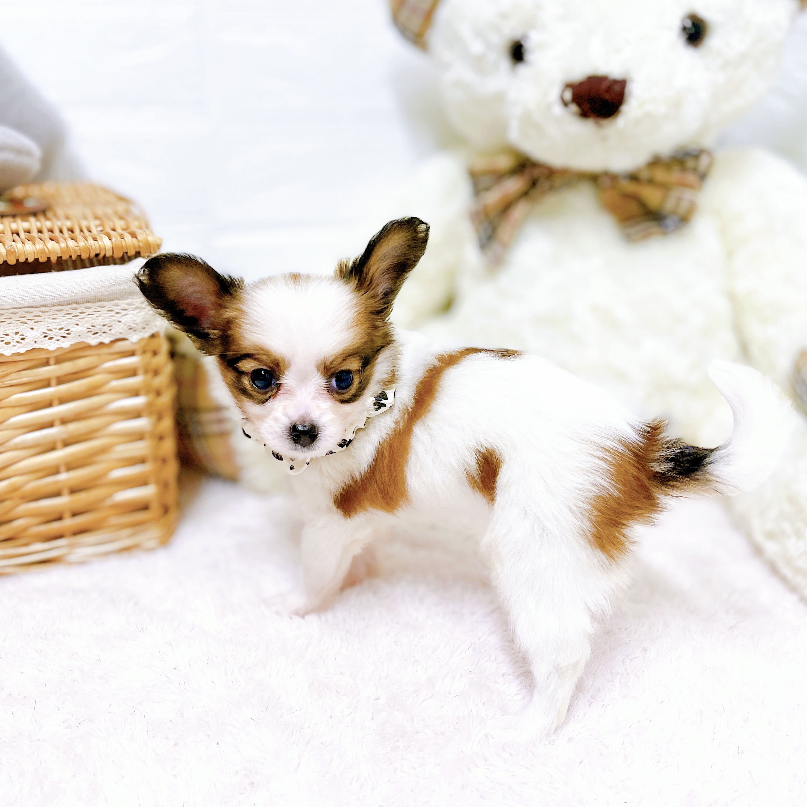 関西のパピヨンの子犬を価格や特徴で探す|ペットショップ探すなら