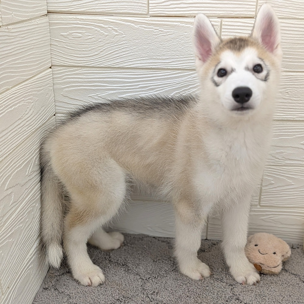 愛知県のシベリアンハスキー (犬の家＆猫の里七宝店/2026年3月23日生まれ/男の子/シルバーホワイト)の子犬の3枚目の画像