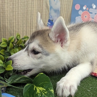 神奈川県のシベリアンハスキー (犬の家＆猫の里小田原店/2026年3月23日生まれ/女の子/シルバーホワイト)の子犬の3枚目の画像