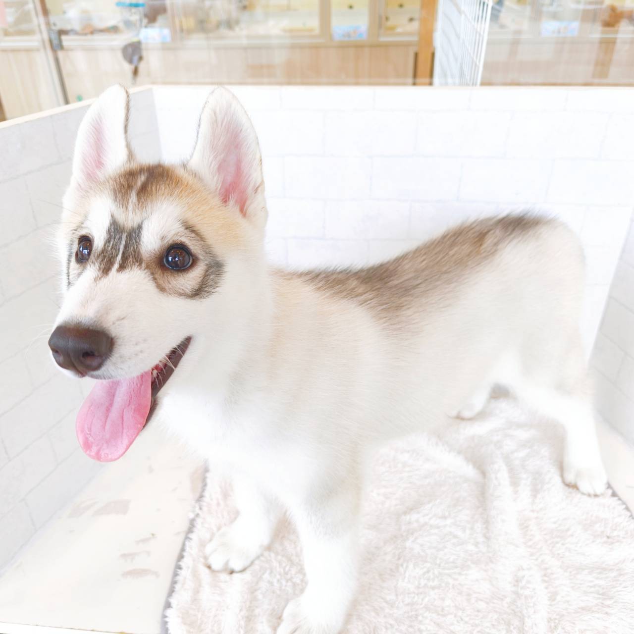石川県のシベリアンハスキー (犬の家＆猫の里金沢店/2026年3月23日生まれ/女の子/シルバーホワイト)の子犬の3枚目の画像