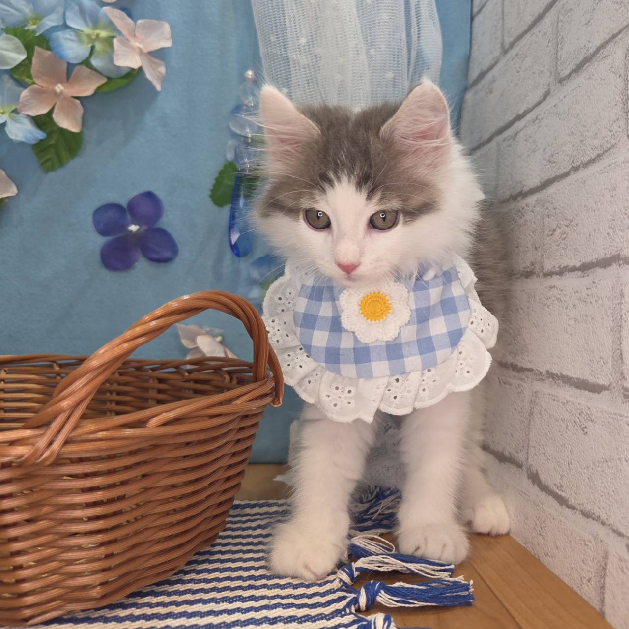 長野県のノルウェージャンフォレストキャット (犬の家＆猫の里カインズ梓川店/2026年4月1日生まれ/男の子/ブルータビーホワイト)の子猫の3枚目の画像