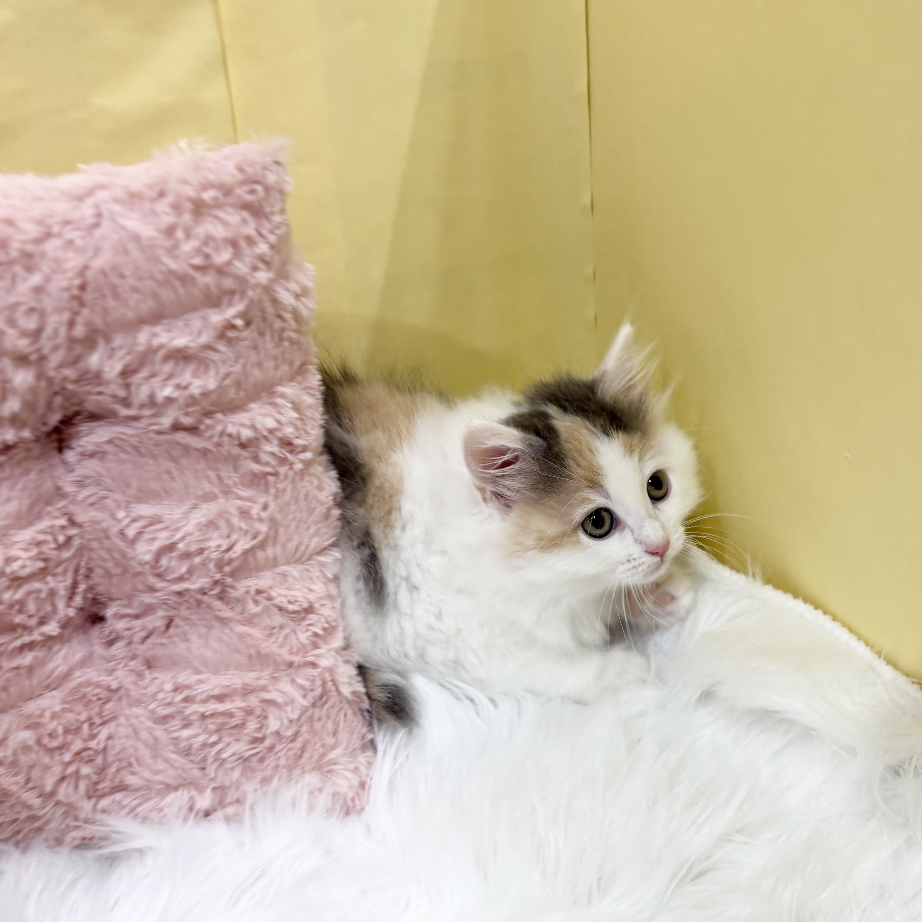 神奈川県のノルウェージャンフォレストキャット (犬の家＆猫の里元住吉ブレーメン通り店/2026年4月1日生まれ/女の子/ブルーパッチドタビーホワイト)の子猫の3枚目の画像
