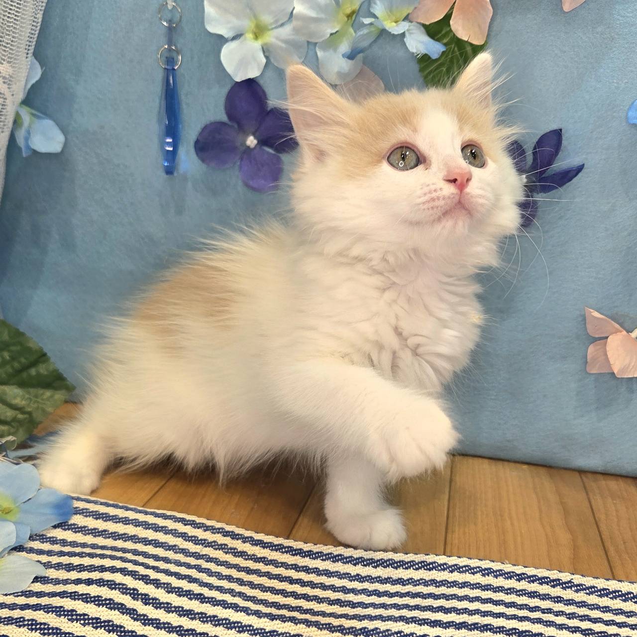 長野県のマンチカン (犬の家＆猫の里カインズ梓川店/2026年4月2日生まれ/男の子/クリームタビーホワイト)の子猫の3枚目の画像
