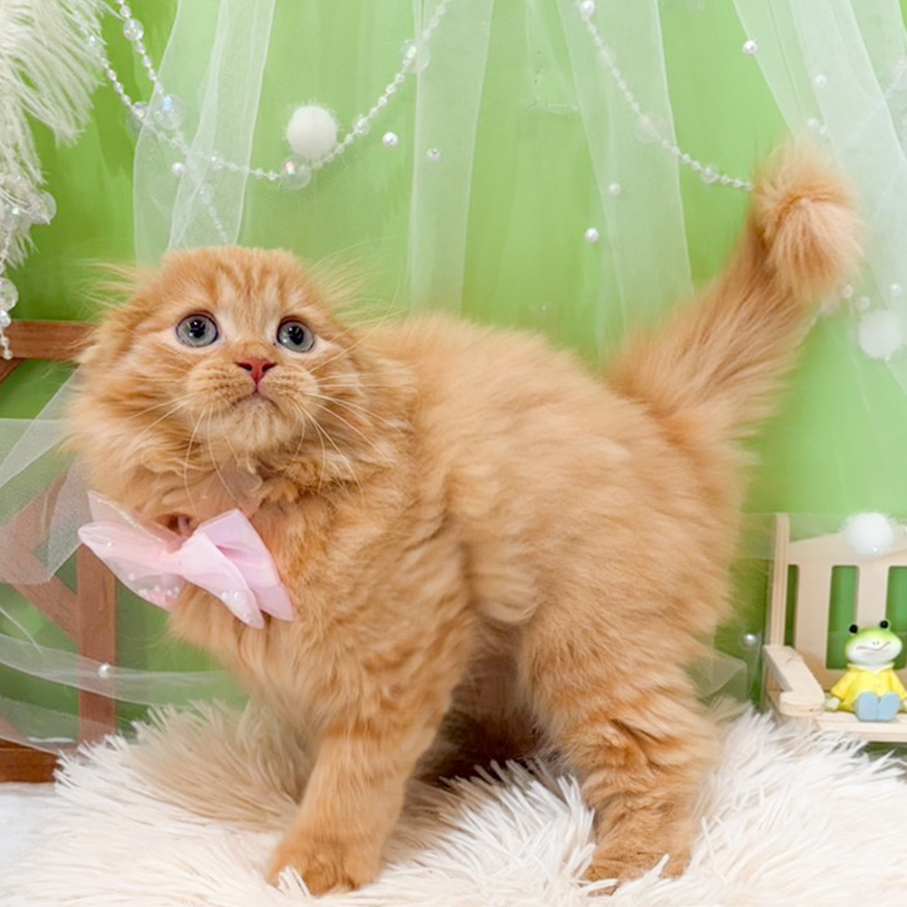 静岡県のスコティッシュフォールド (犬の家＆猫の里富士店/2026年3月27日生まれ/女の子/レッドタビー)の子猫の3枚目の画像