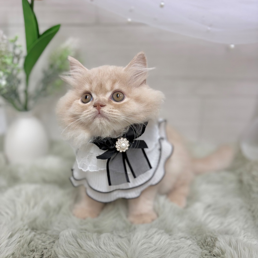 神奈川県のスコティッシュフォールド (犬の家＆猫の里相模原店/2026年3月26日生まれ/女の子/クリームタビー)の子猫の3枚目の画像