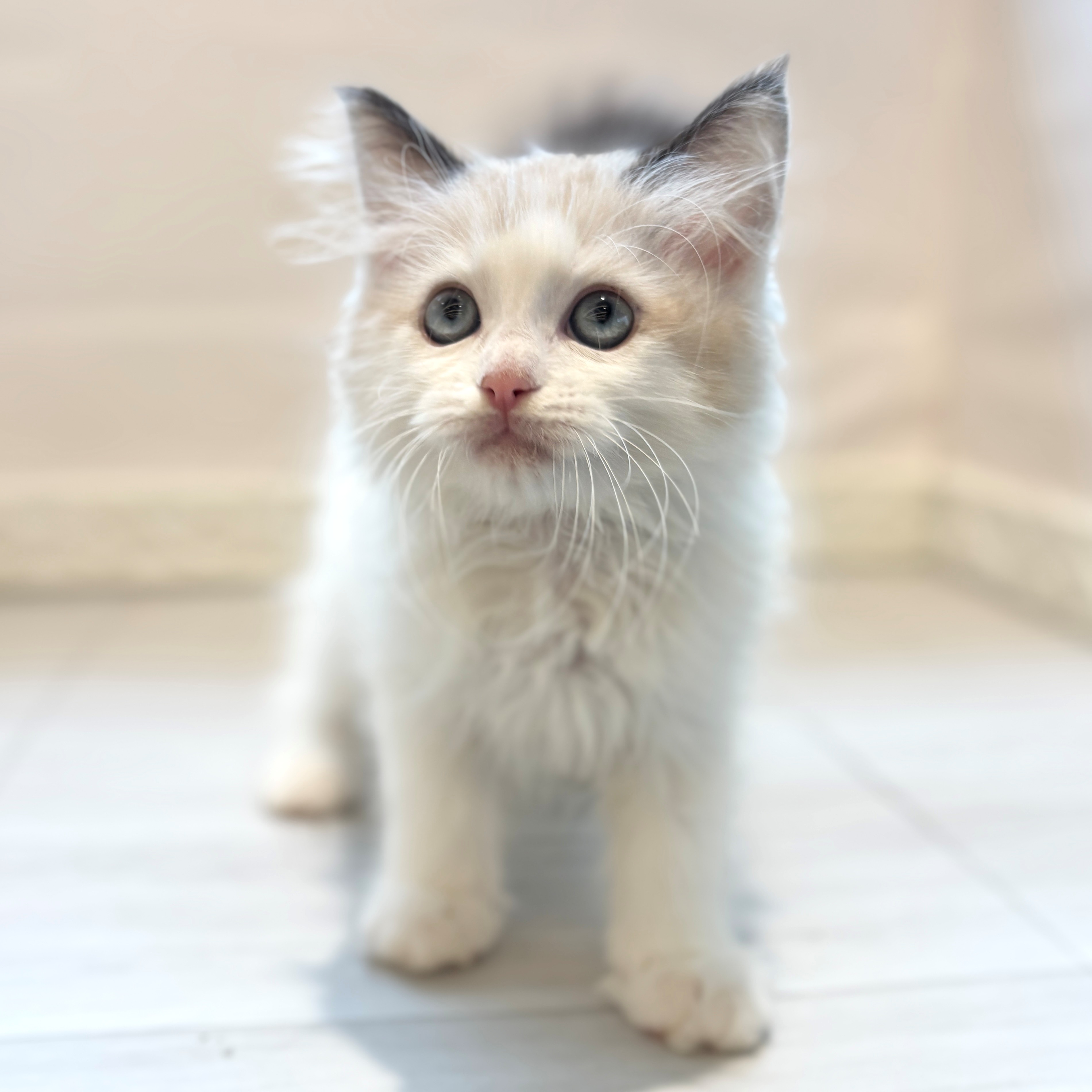 愛知県のラグドール (犬の家＆猫の里春日井本店/2026年3月28日生まれ/男の子/シールポイントバイカラー)の子猫の3枚目の画像