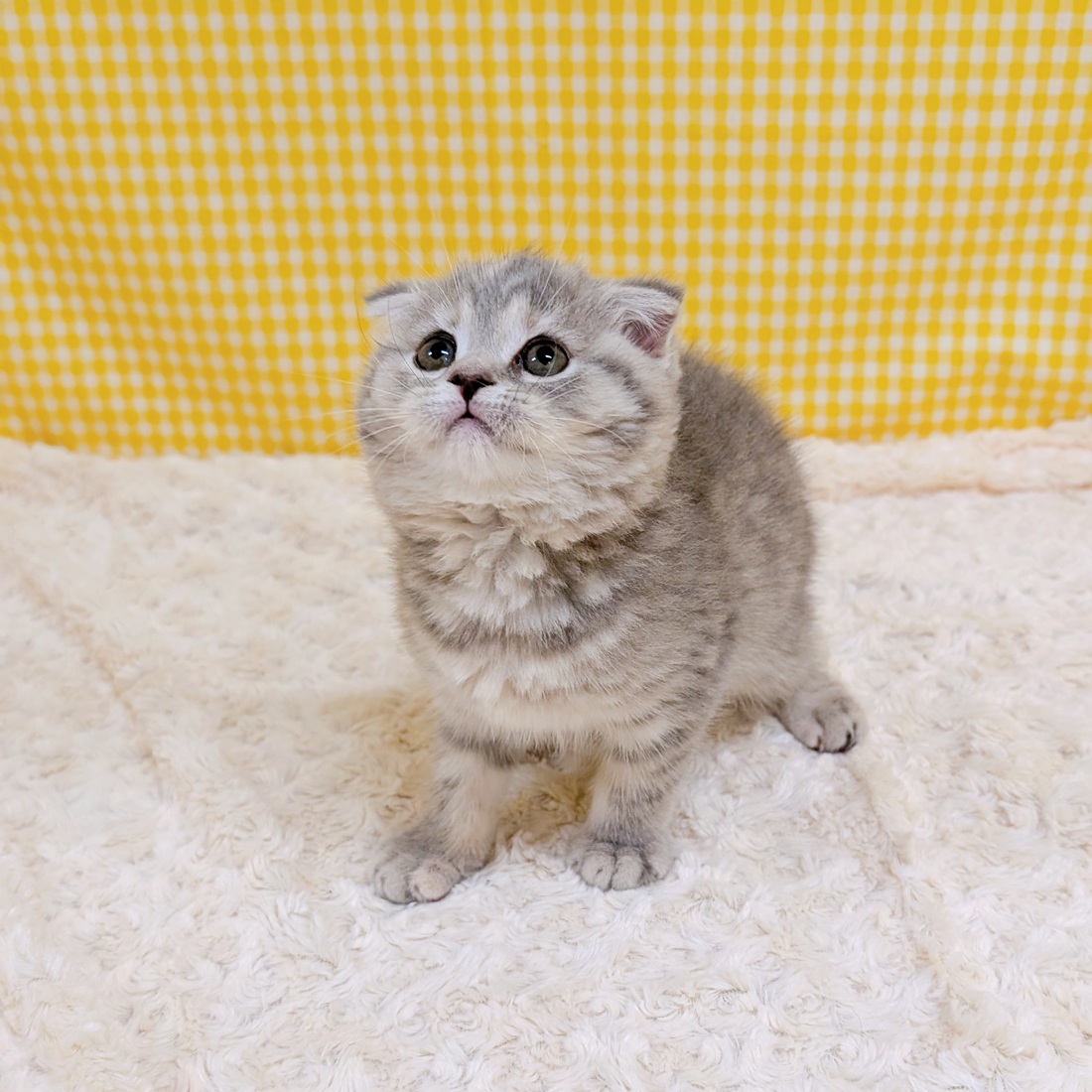 愛知県のスコティッシュフォールド (犬の家＆猫の里一宮店/2026年3月30日生まれ/女の子/ブルーパッチドタビー)の子猫の3枚目の画像
