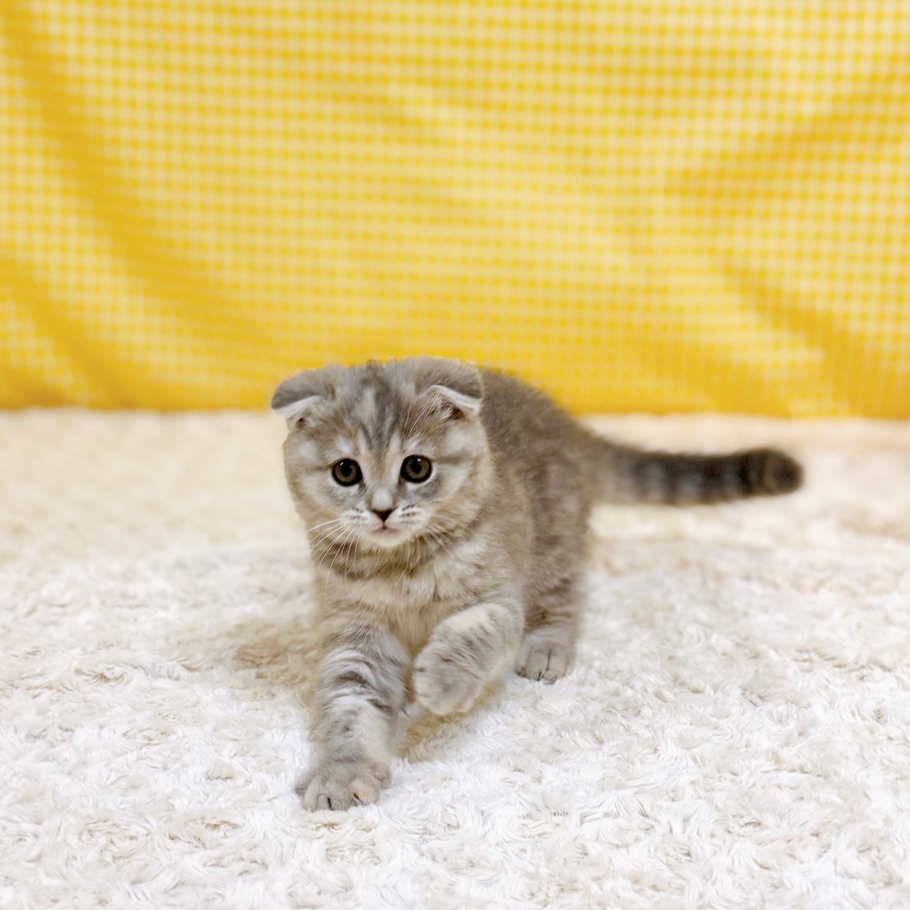 愛知県のスコティッシュフォールド (犬の家＆猫の里一宮店/2026年3月30日生まれ/女の子/ブルーパッチドタビー)の子猫の3枚目の画像