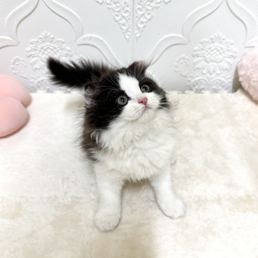 生体画像３
